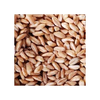 Vita-Spelt Kernels (1x25LB )