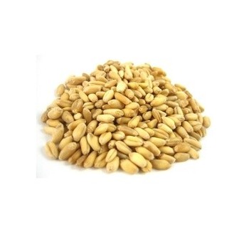 Giusto's Wheat Bries Sft (1x25LB )